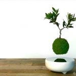 星人 空中盆栽 air bonsai 白 エア盆栽 星人 空中盆栽 air bonsai 白 星人 空中盆栽 air bonsai 白 エア盆栽